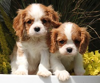 01_Bonitos Puppies