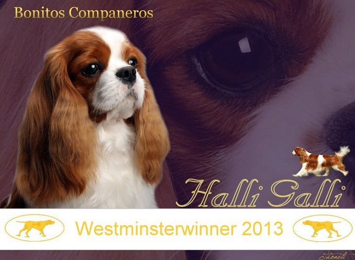 Bonitos Companeros Halli Galli Westminster 2013