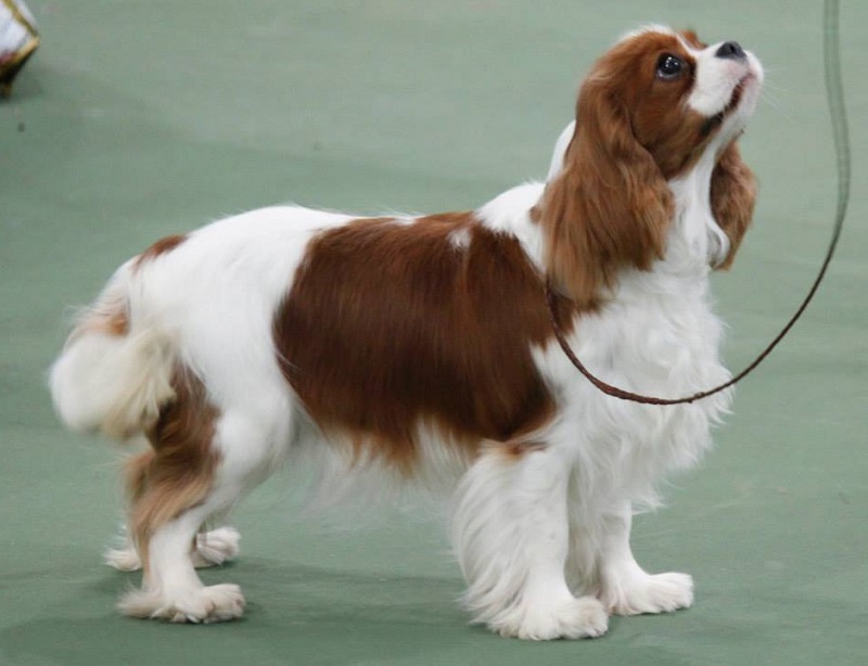 Crystal Best Puppy in Show Cavalier Club March 2014