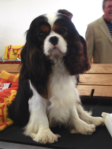 03_Pascavale Bruce 03_Pascavale Bruce