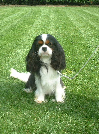 Pascavale Bruce 2 Pascavale Bruce 2