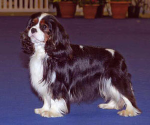 craigowl-billi-elitot craigowl-billi-elitot