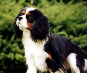maibee-hamilton-of-craigowl maibee-hamilton-of-craigowl
