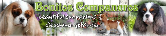 Bonitos Companeros Banner