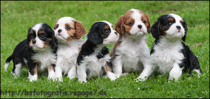 baily_kids_weihertal baily_kids_weihertal