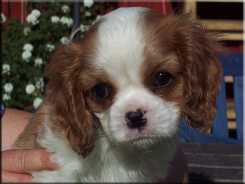 bailykids-louisepuppies bailykids-louisepuppies