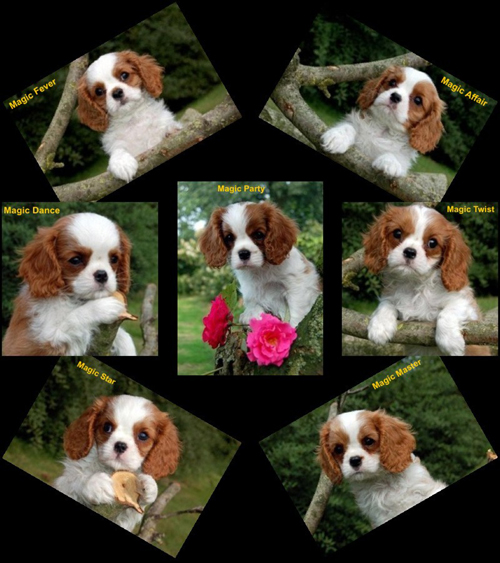 bailykids-pupsmiyuki bailykids-pupsmiyuki