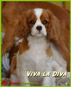 hopeful-vivaladiva hopeful-vivaladiva