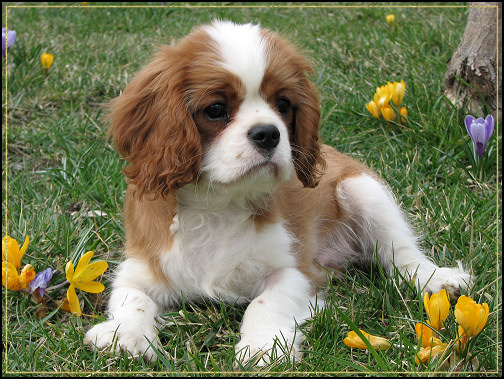 hopeful_imperator hopeful_imperator