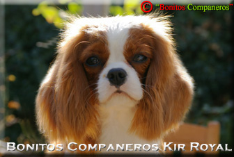 01_Bonitos Companeros Kir Royal 01_Bonitos Companeros Kir Royal