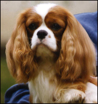 craigowl_dixon craigowl_dixon