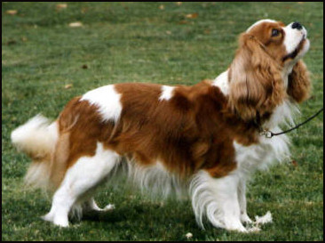 craigowl_silkience craigowl_silkience
