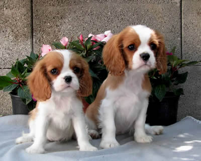 Kids von Paddy aus dem Zwinger Bielydaimon Kids von Paddy aus dem Zwinger Bielydaimon