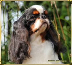 debonaire1 debonaire1