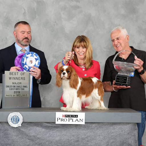 Champion - Bonitos Companeros Cinderella - BEST OF WINNERS Champion - Bonitos Companeros Cinderella - BEST OF WINNERS