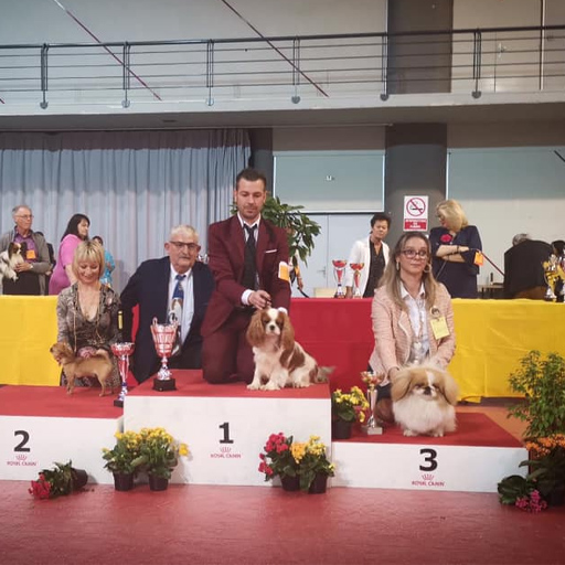 Martigues international Dog Show