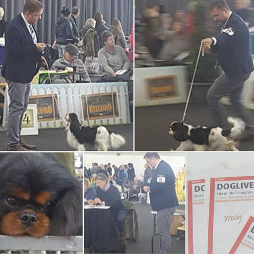 Dog Life 2019 Dog Life 2019