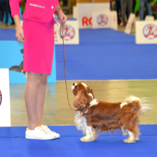 Paris Dog Show