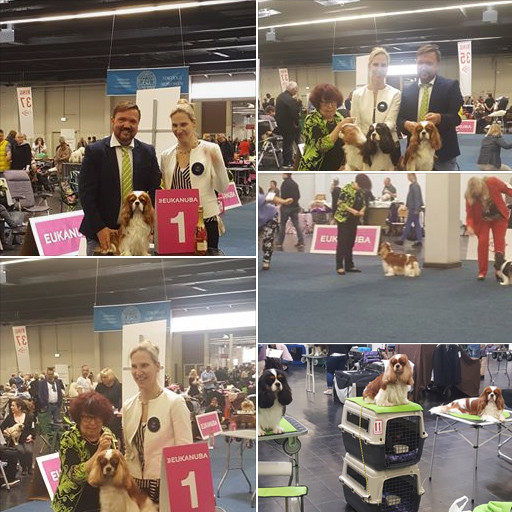 VDH Europasieger Show 2019 VDH Europasieger Show 2019