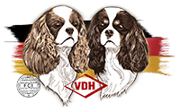 Cavalier-King-Charles-Spaniel0061