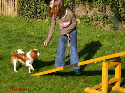 zuechteralltag_agility1