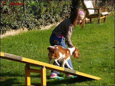 zuechteralltag_agility3