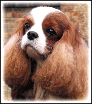 maibee_montrose maibee_montrose